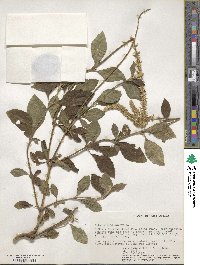 Achyranthes aspera image