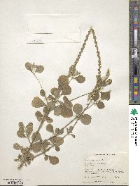 Achyranthes aspera image