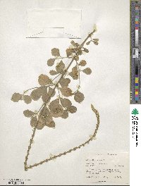 Achyranthes aspera image