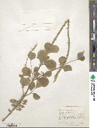 Achyranthes aspera image