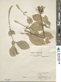 Achyranthes aspera image