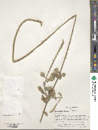 Achyranthes aspera image