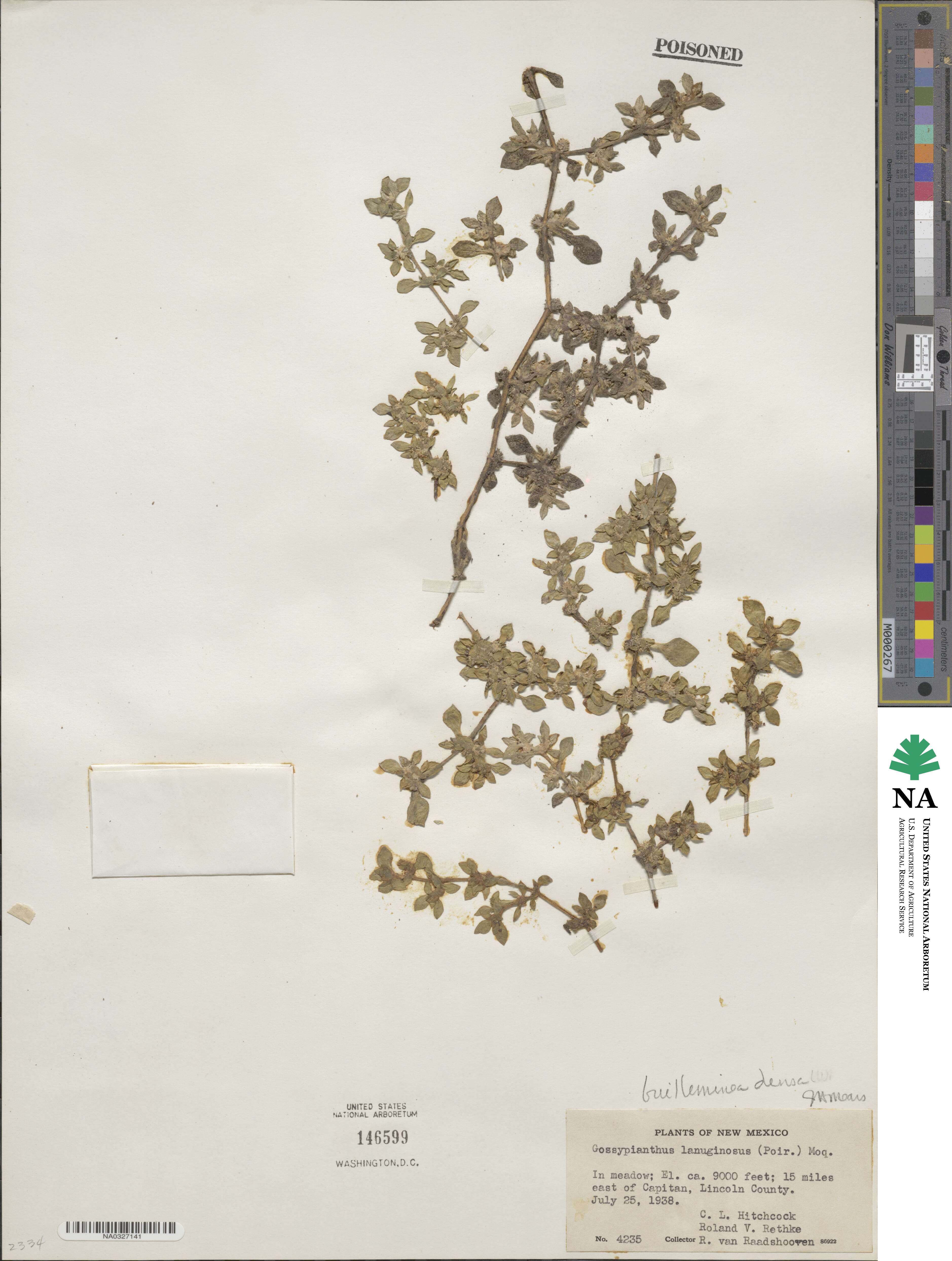 Guilleminea densa image