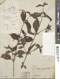 Achyranthes aspera image