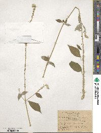 Achyranthes aspera image