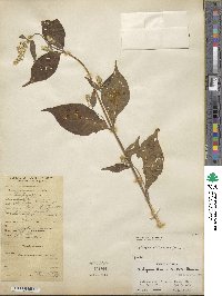 Achyranthes aspera image