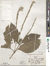 Achyranthes aspera image