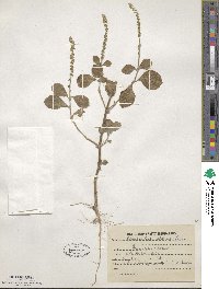 Achyranthes aspera image