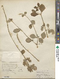 Achyranthes aspera image