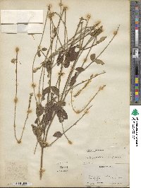 Achyranthes aspera image