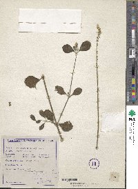 Achyranthes aspera image