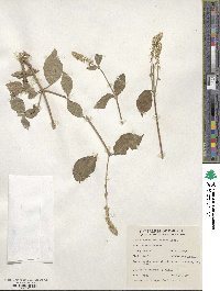 Achyranthes aspera image