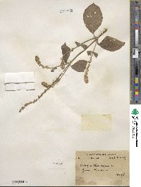 Achyranthes aspera image