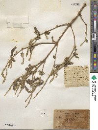 Achyranthes aspera image