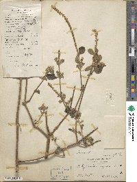 Achyranthes aspera image