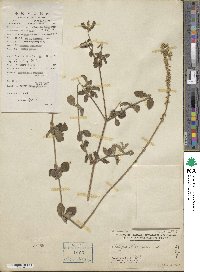 Achyranthes aspera image