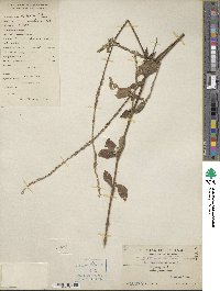 Achyranthes aspera image