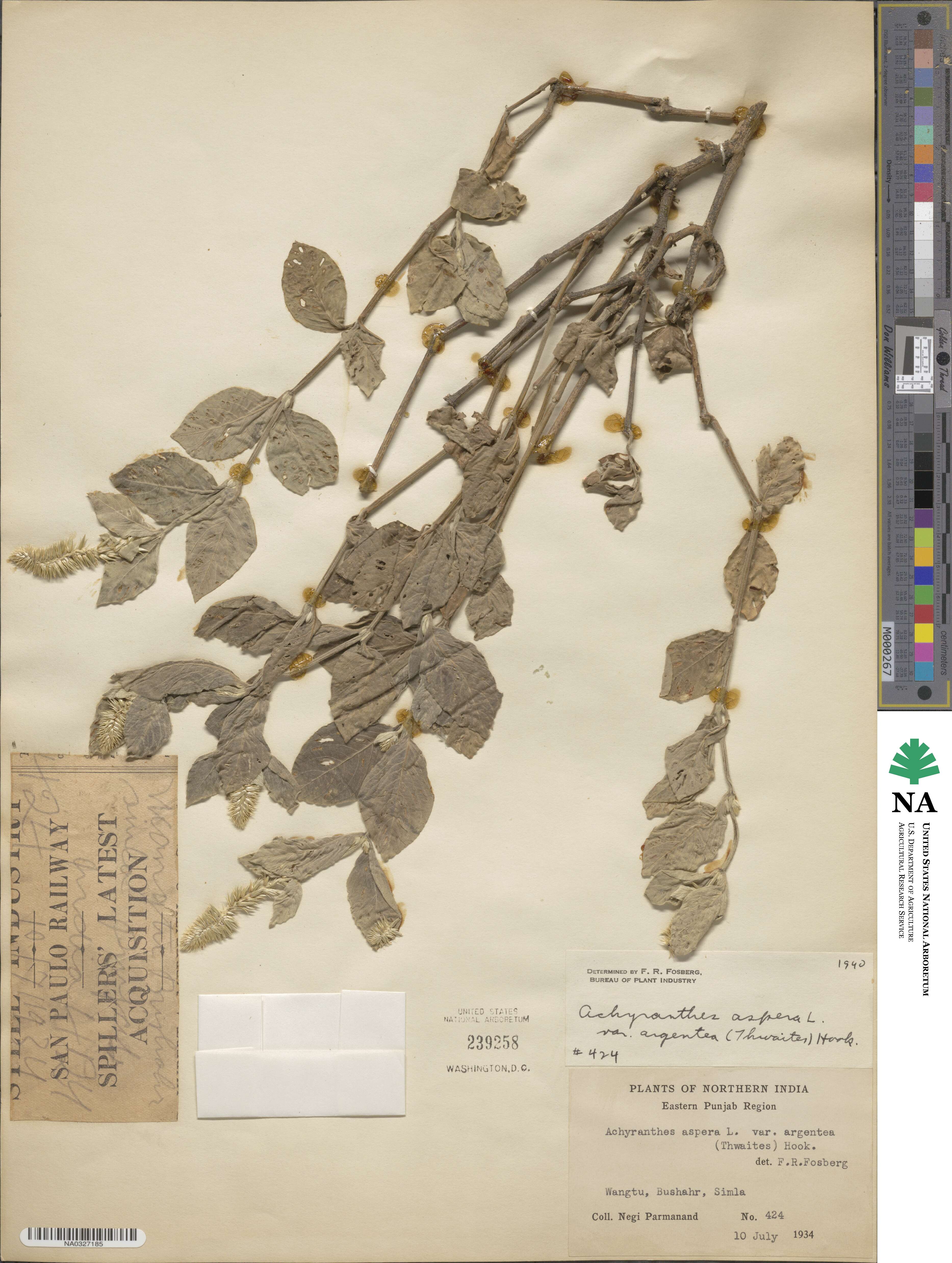 Achyranthes aspera var. argentea image