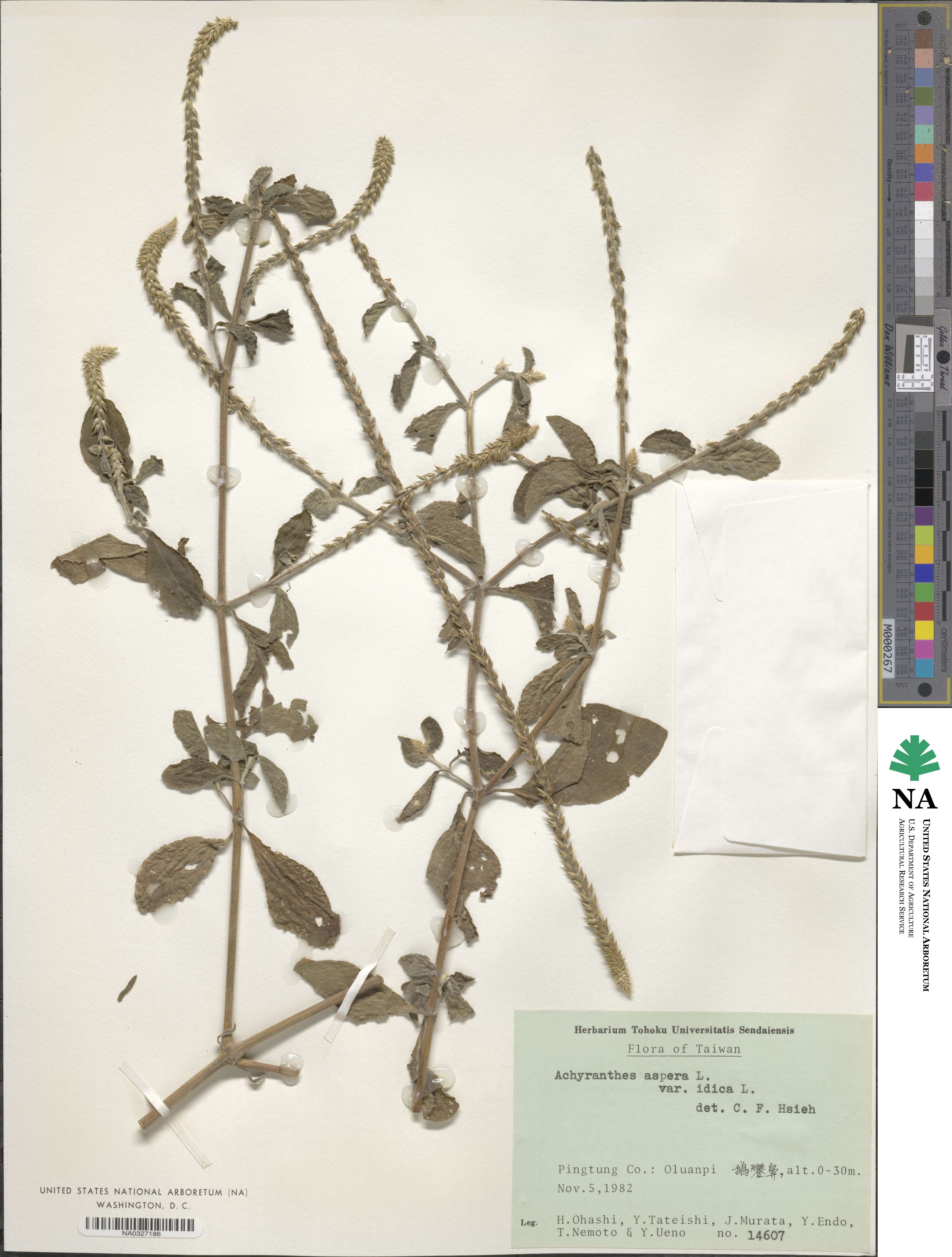 Achyranthes aspera var. indica image