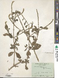 Achyranthes aspera var. indica image