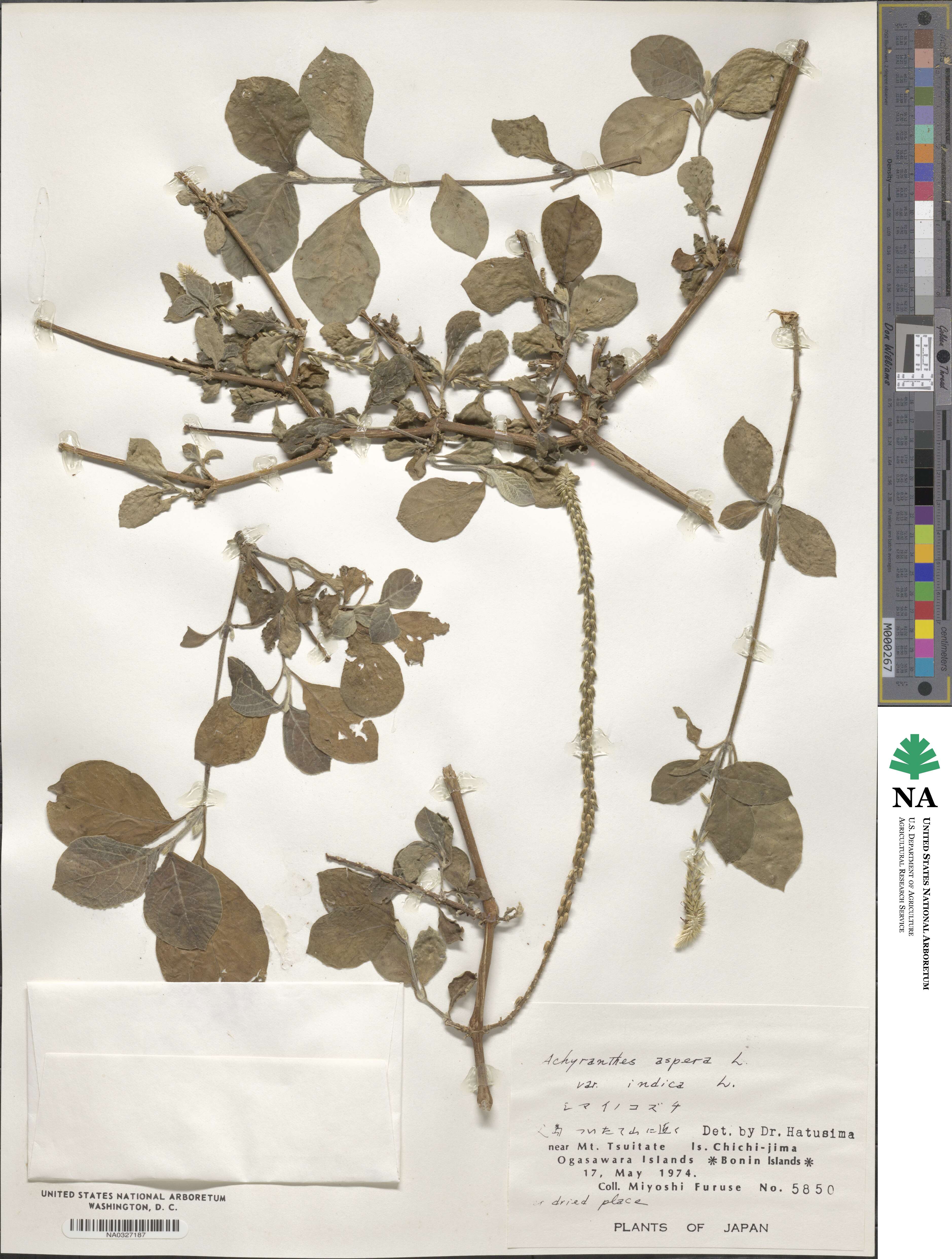 Achyranthes aspera image