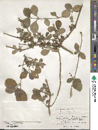 Achyranthes aspera image