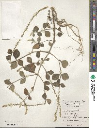 Achyranthes aspera image