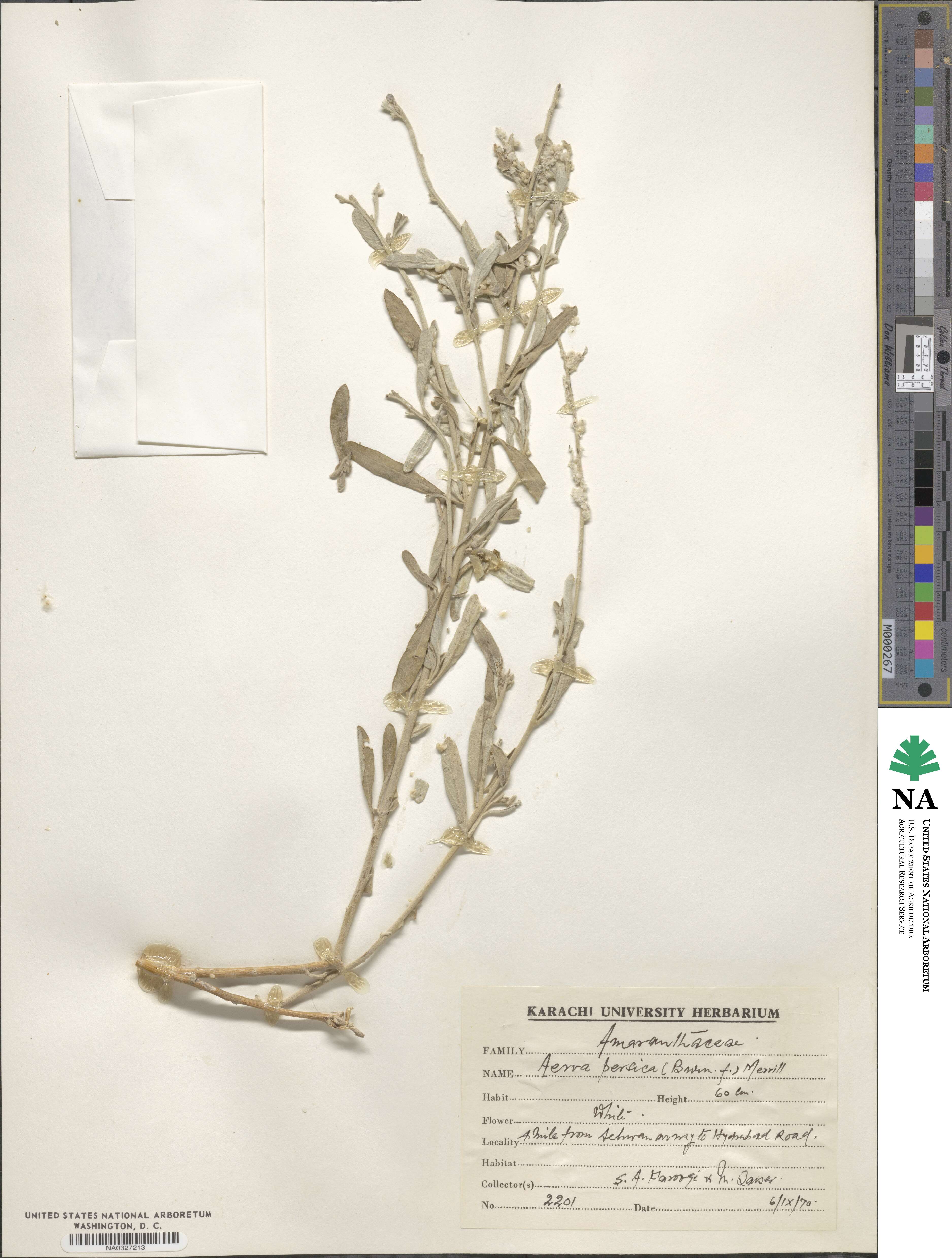 Aerva javanica image