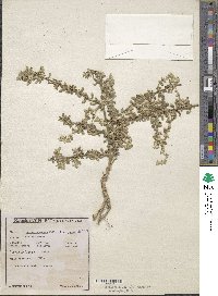 Aerva scandens image