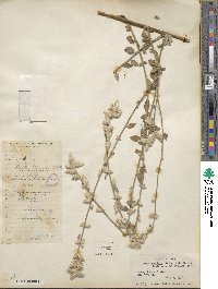 Aerva scandens image