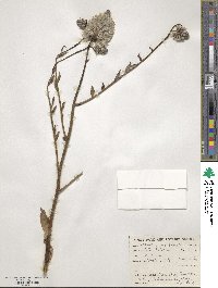 Ptilotus exaltatus image