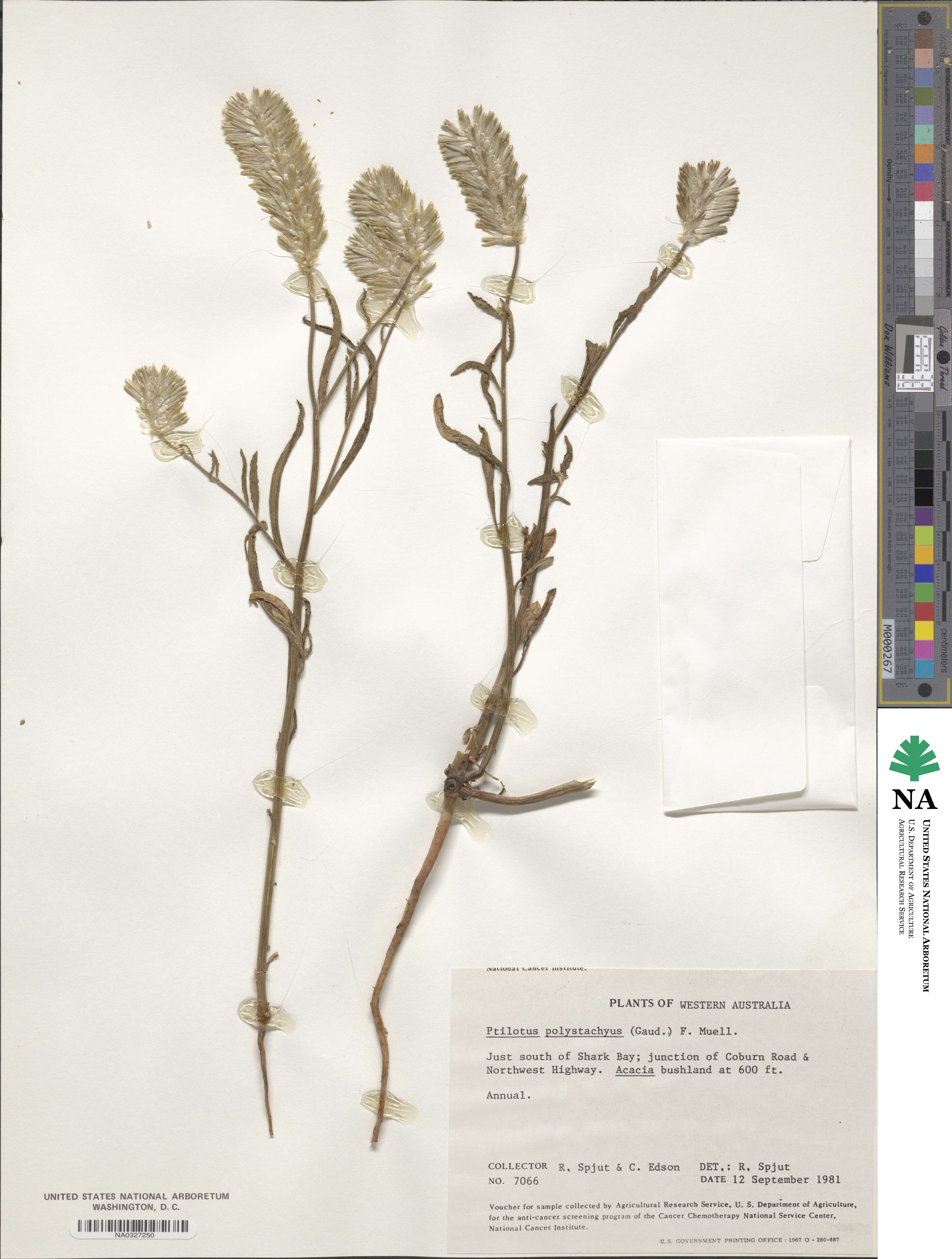 Ptilotus polystachyus image