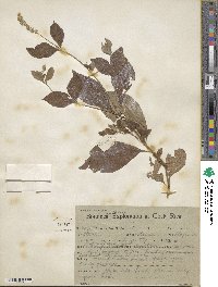 Achyranthes aspera image