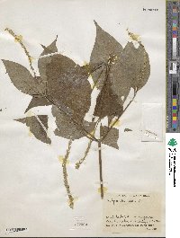 Achyranthes aspera image