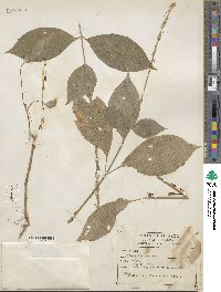 Achyranthes aspera image