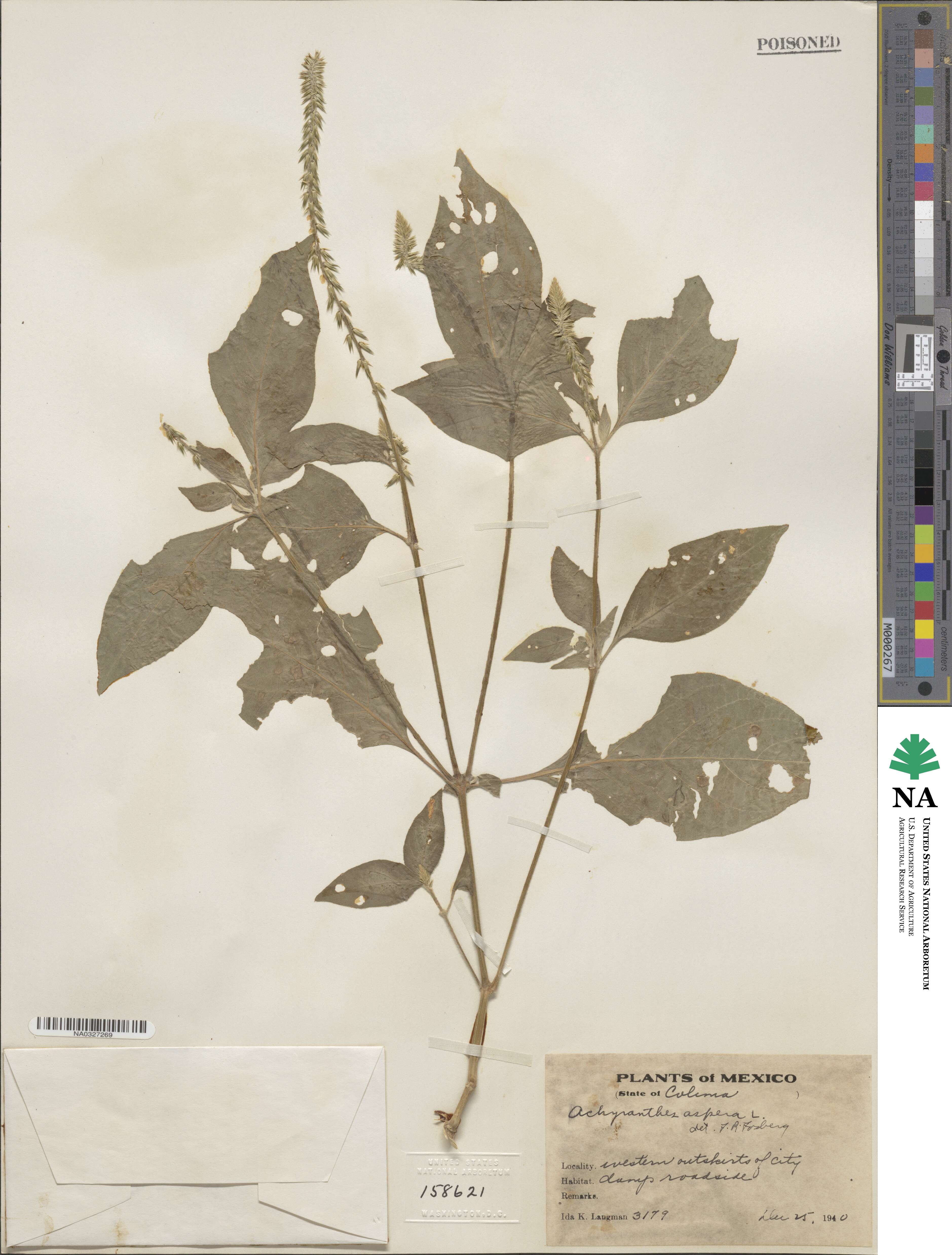 Achyranthes aspera image