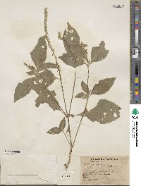 Achyranthes aspera image