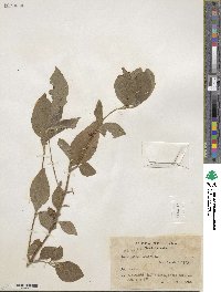 Achyranthes aspera image