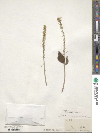 Achyranthes aspera image