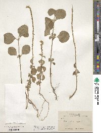 Achyranthes aspera image