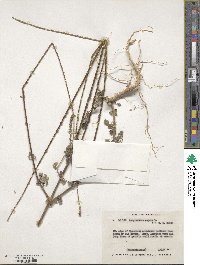 Achyranthes aspera image