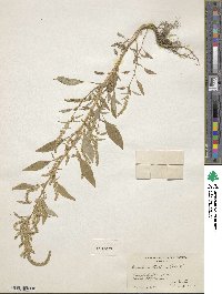 Amaranthus tuberculatus image