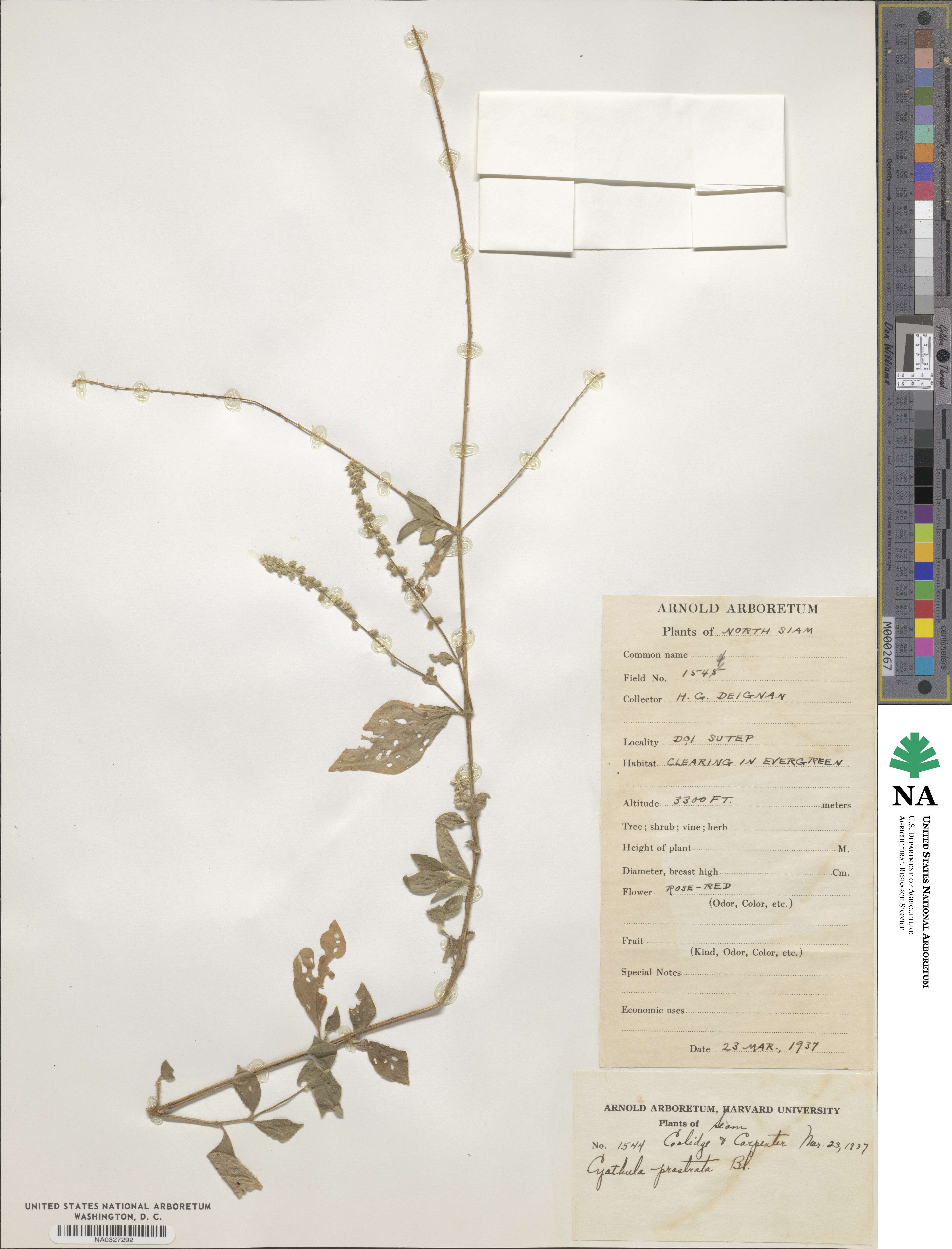 Cyathula prostrata image