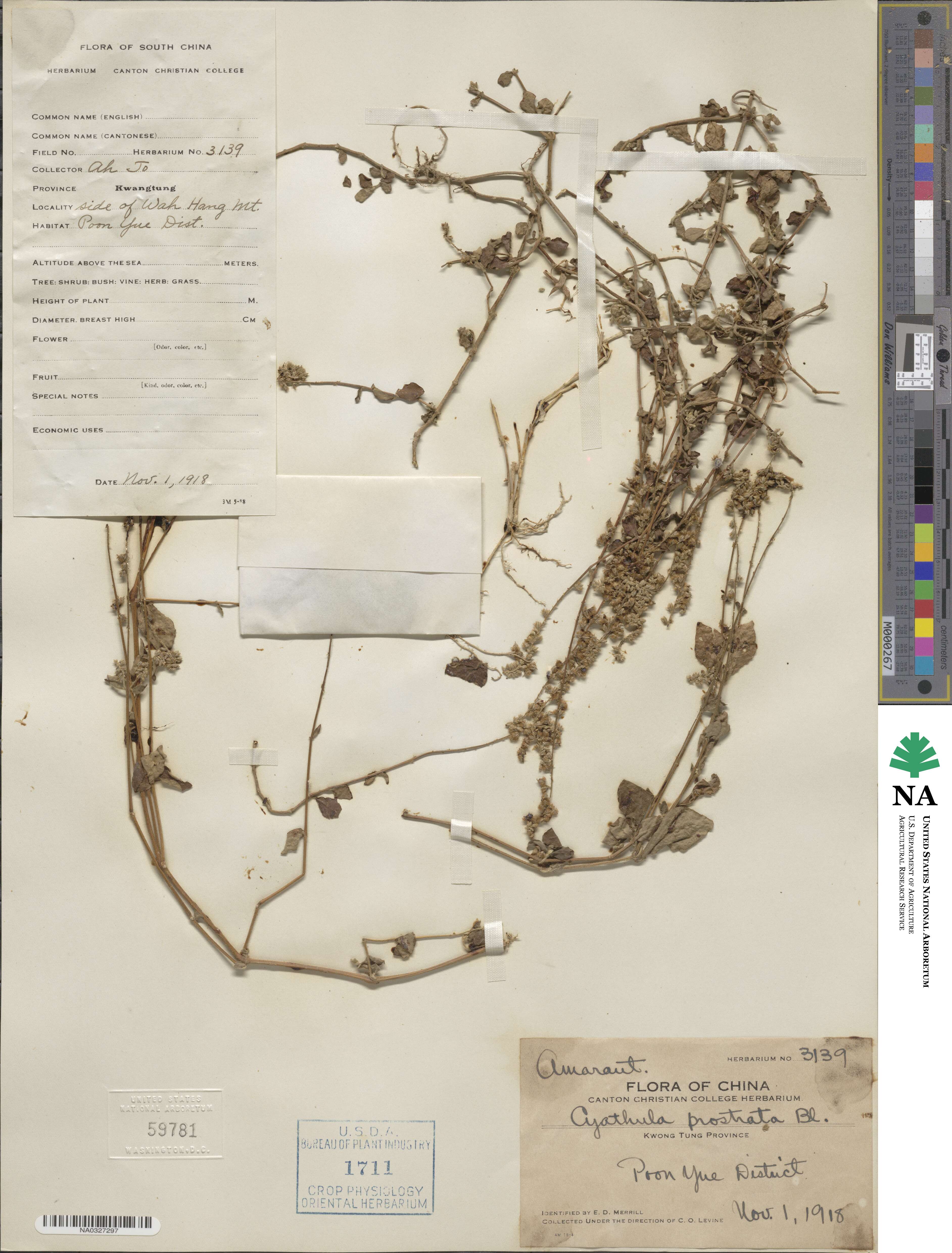 Cyathula prostrata image