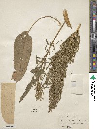 Amaranthus floridanus image