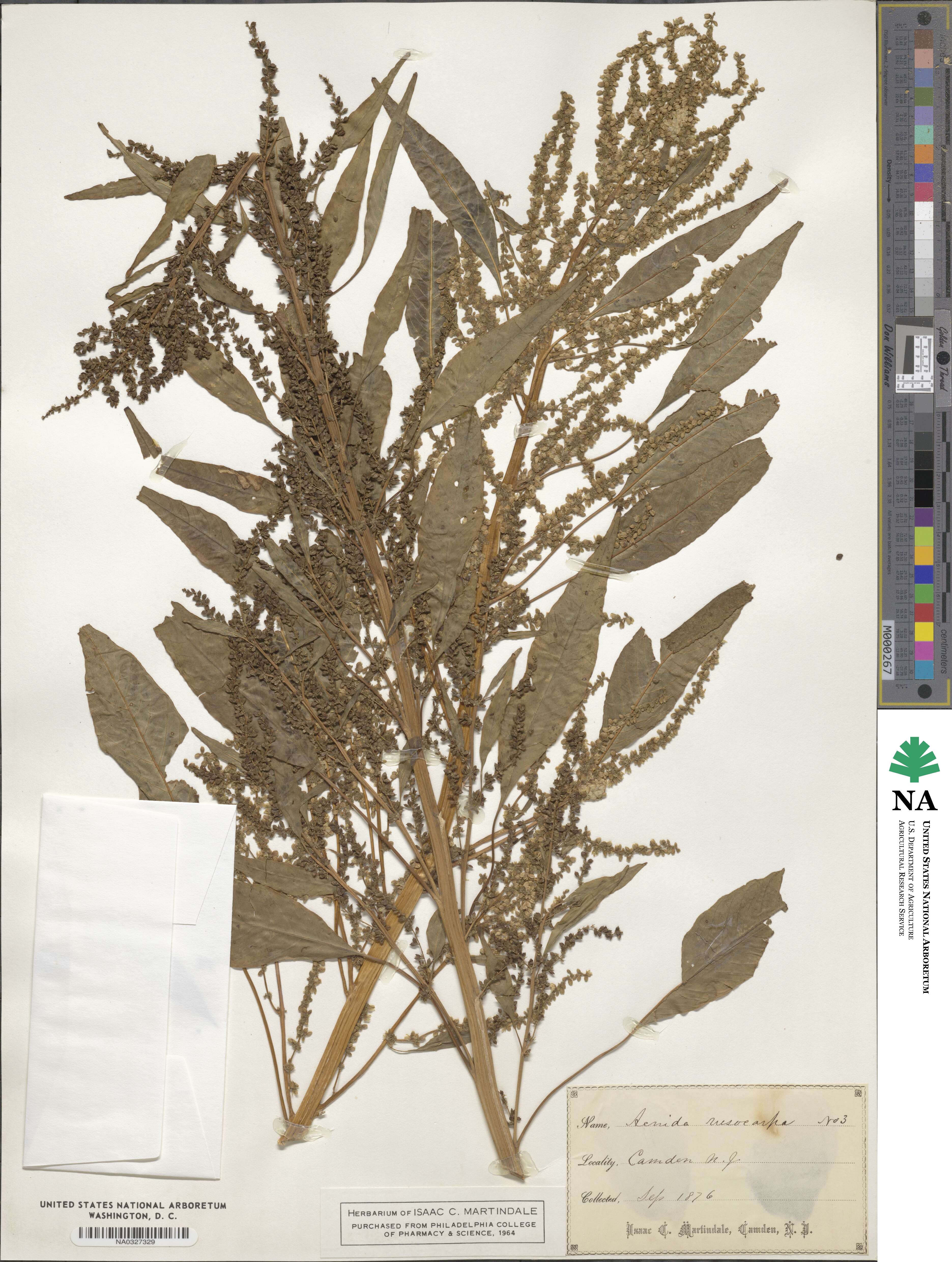 Amaranthus cannabinus image