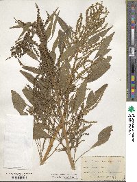 Amaranthus cannabinus image