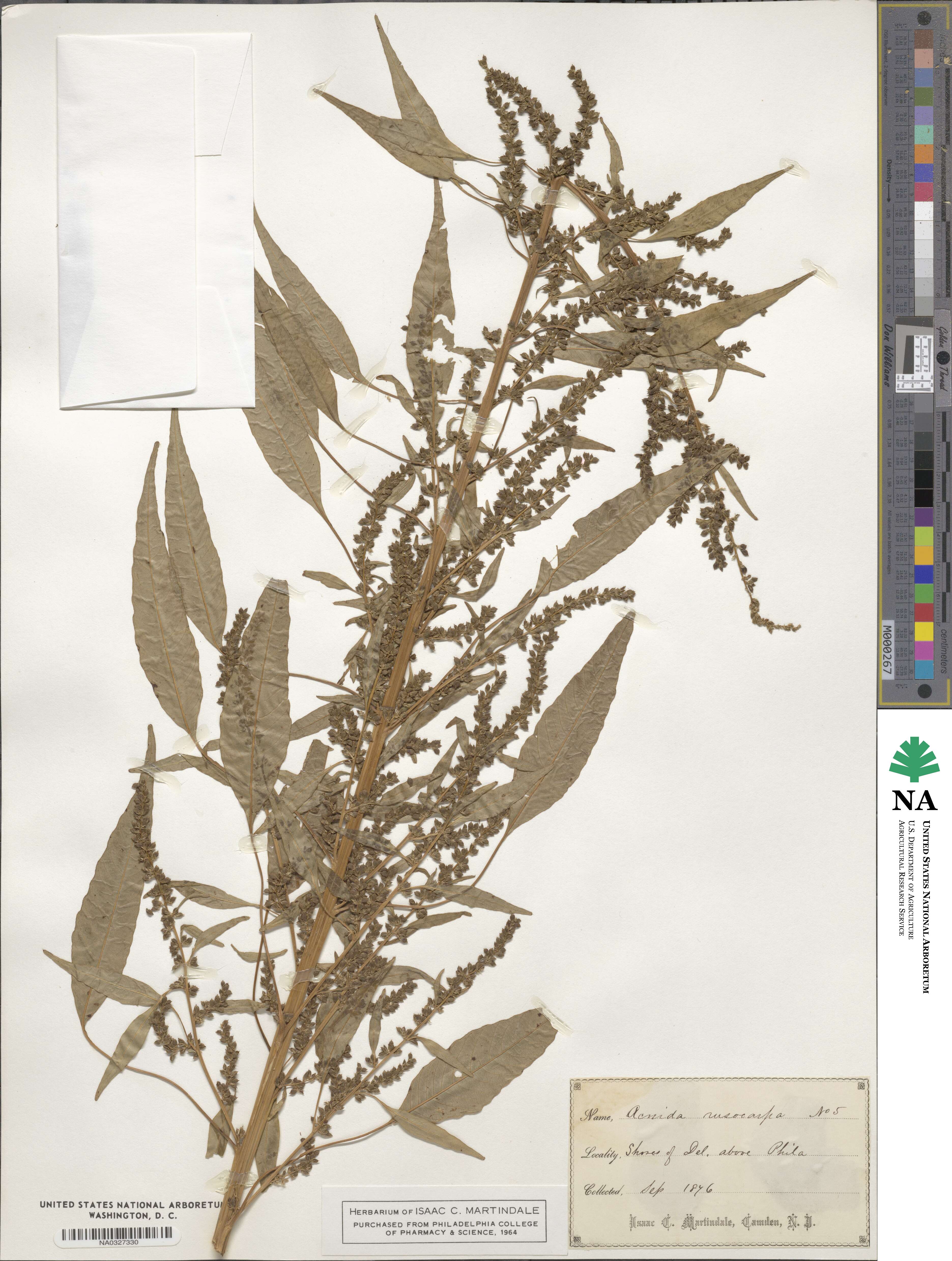 Amaranthus cannabinus image