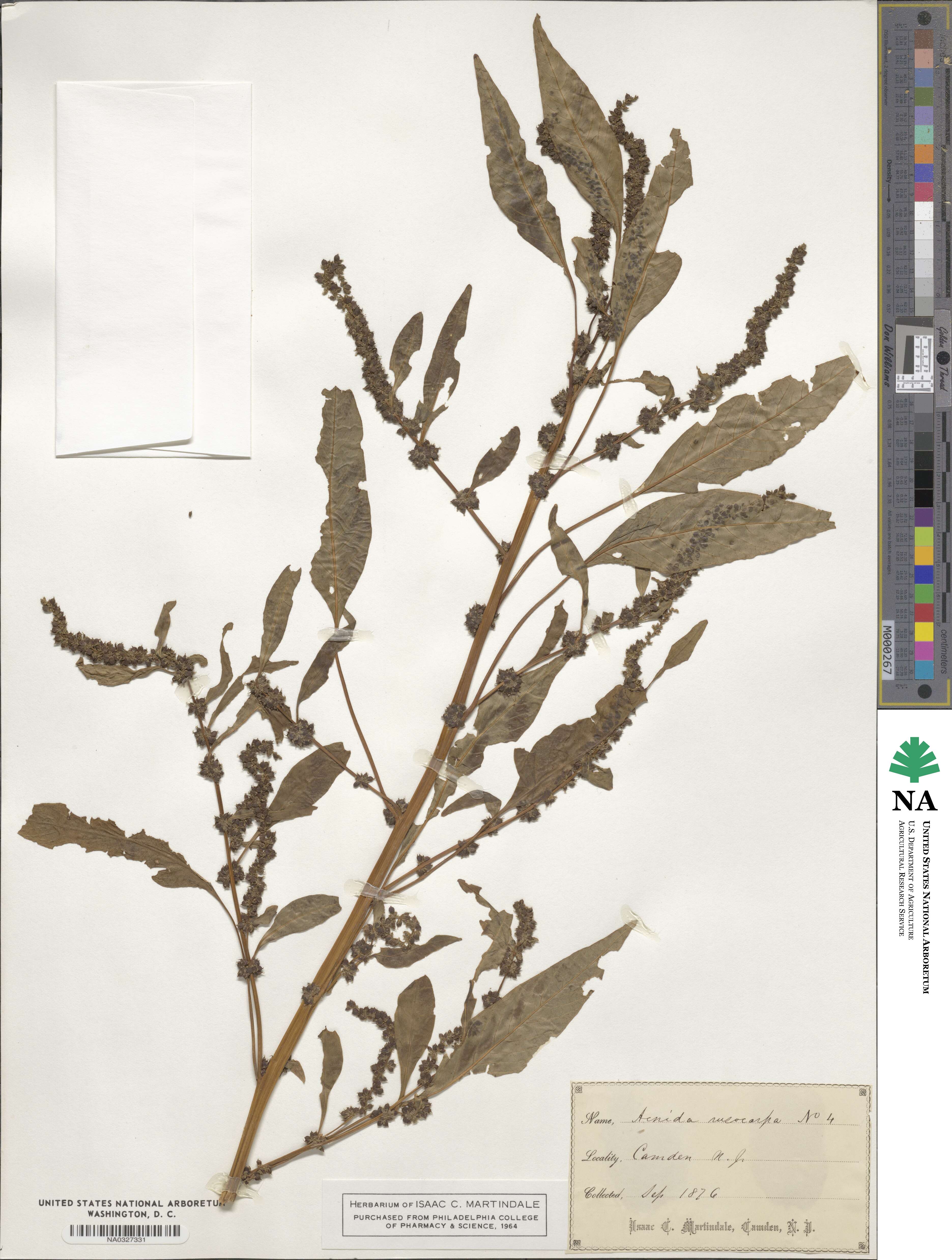 Amaranthus cannabinus image