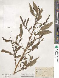 Amaranthus cannabinus image